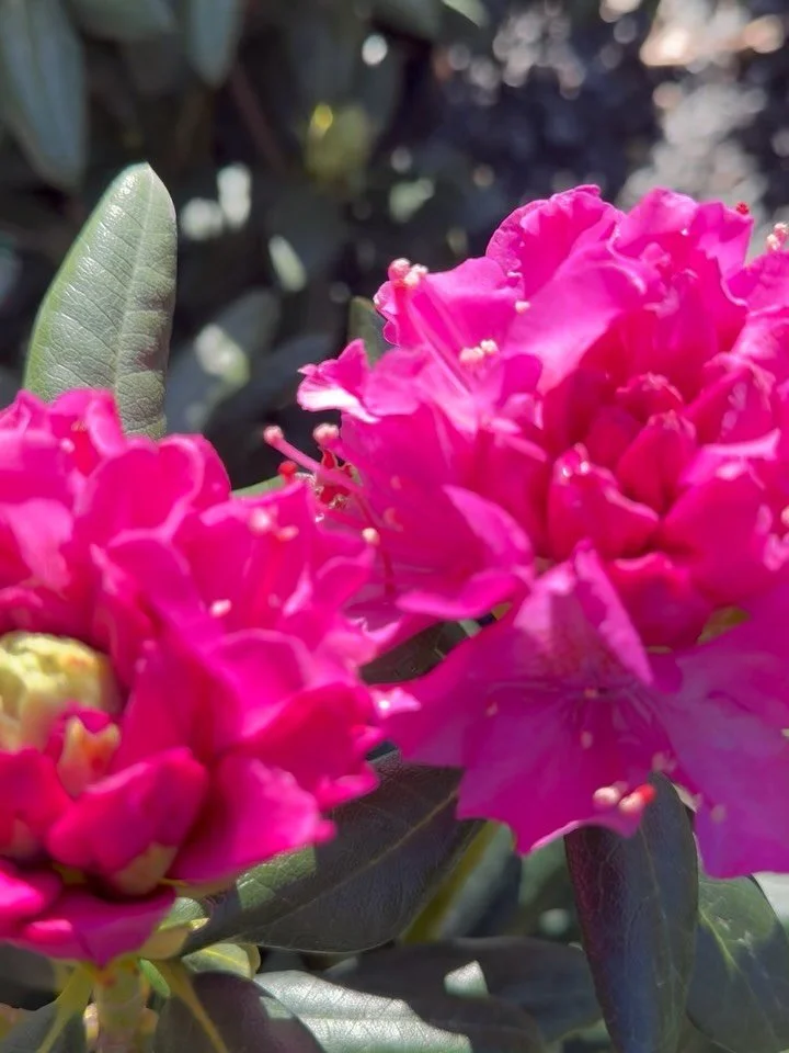 Spring&rsquo;s showing off 🌿✨
Rhododendrons are blooming, clematis is climbing, viburnum is perfuming the air, and the catmint is buzzing with pollinators. The nursery is officially waking up. Stop by and take a stroll through the color. 🌸🐝

#Spri