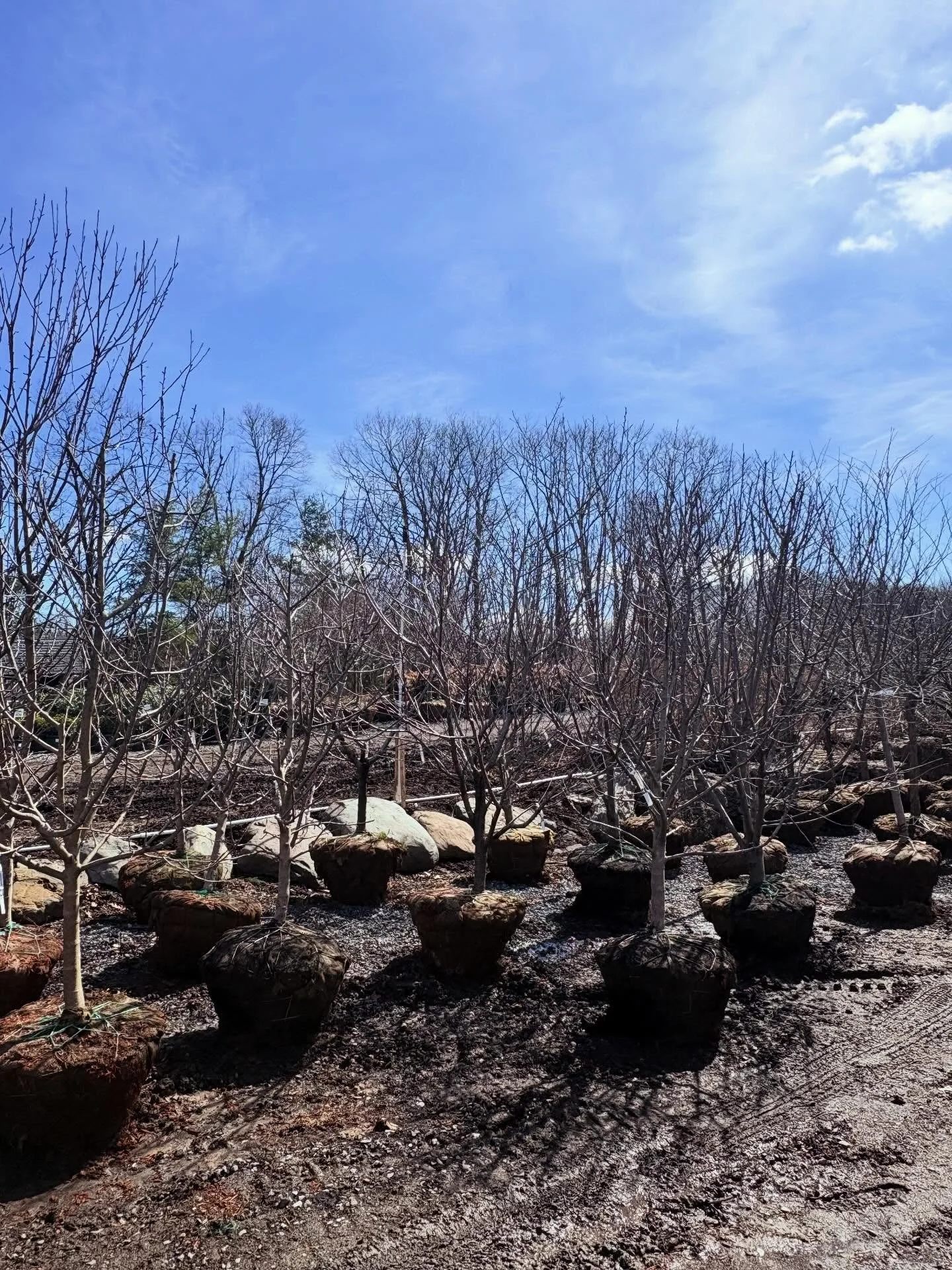 🚨⚡️FLASH SALE⚡️🚨

All B&amp;B Fruit Trees &mdash; $200 EACH 🍎🍑🍐

Limited supply &mdash; once they&rsquo;re gone, they&rsquo;re gone!
Perfect time to plant and enjoy fresh fruit right from your yard 🌿

📍 Stop by and grab yours before they sell 