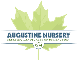 Augustine Nursery