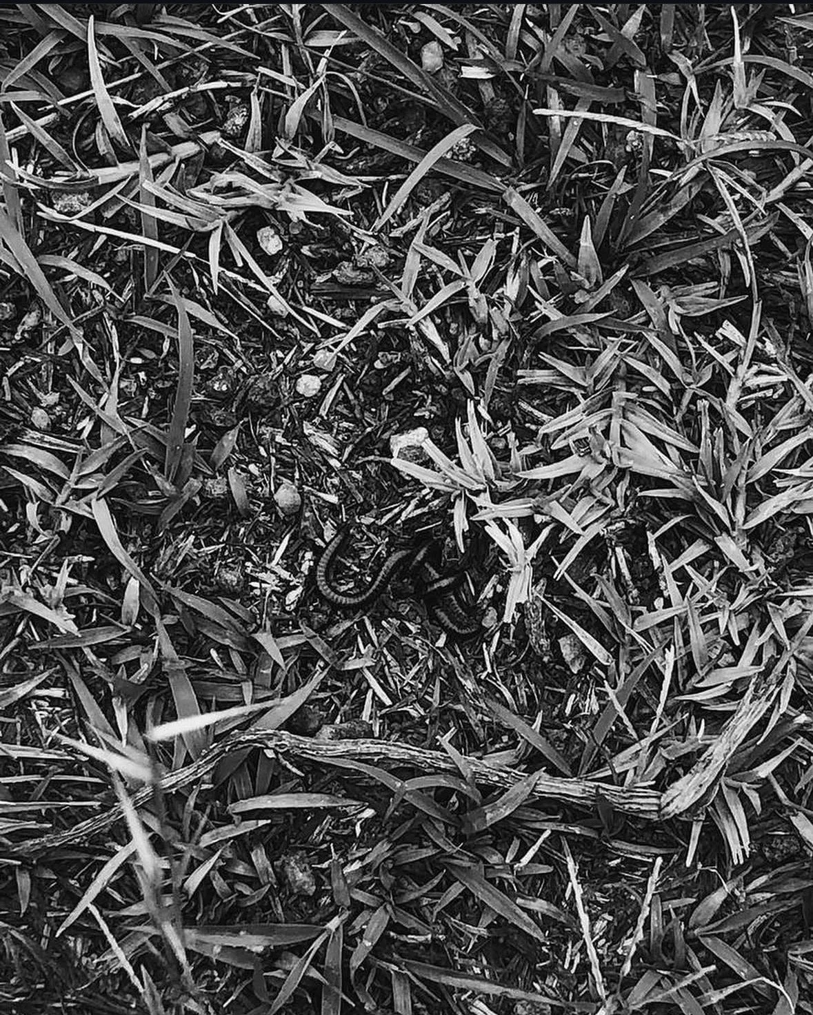 IMG_4525.jpeg