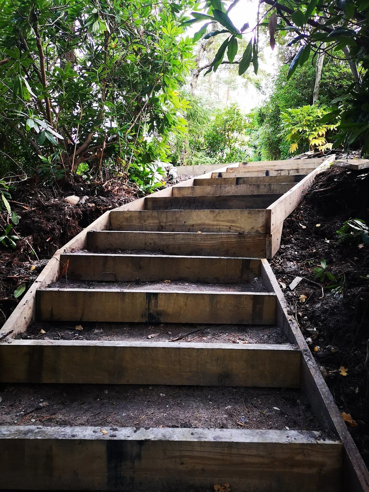 Wooden staircase in a forested area surrounded by green foliage.