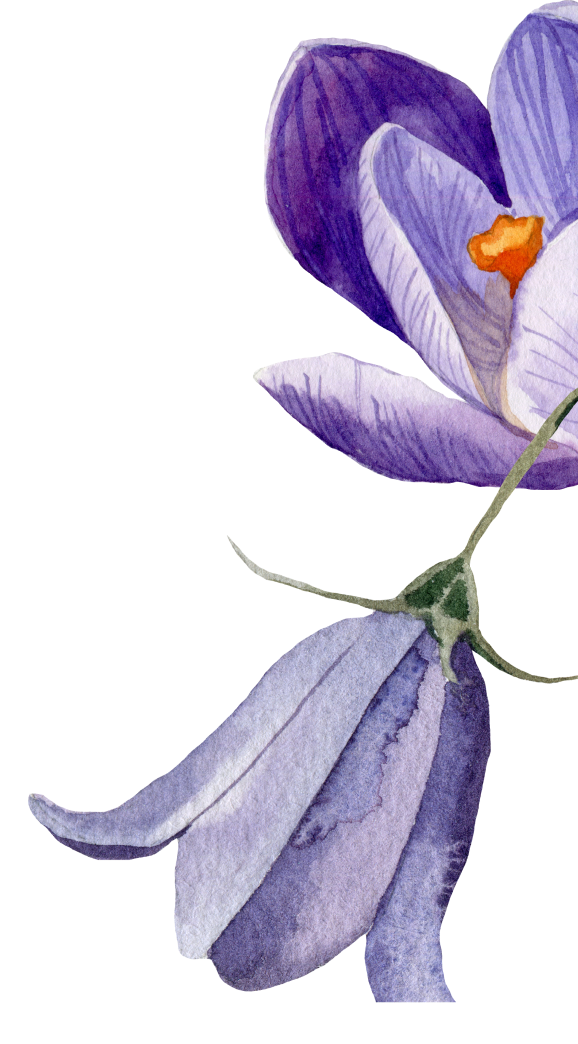 A watercolor illustration of a purple and white crocus flower with orange stamens.