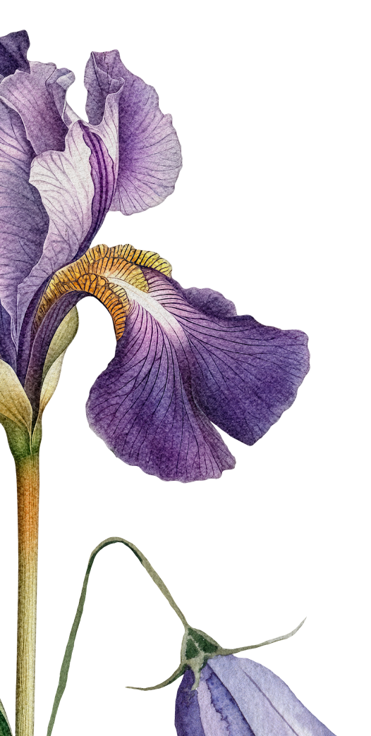 Close-up of a purple and yellow iris flower with detailed petals and green stem.