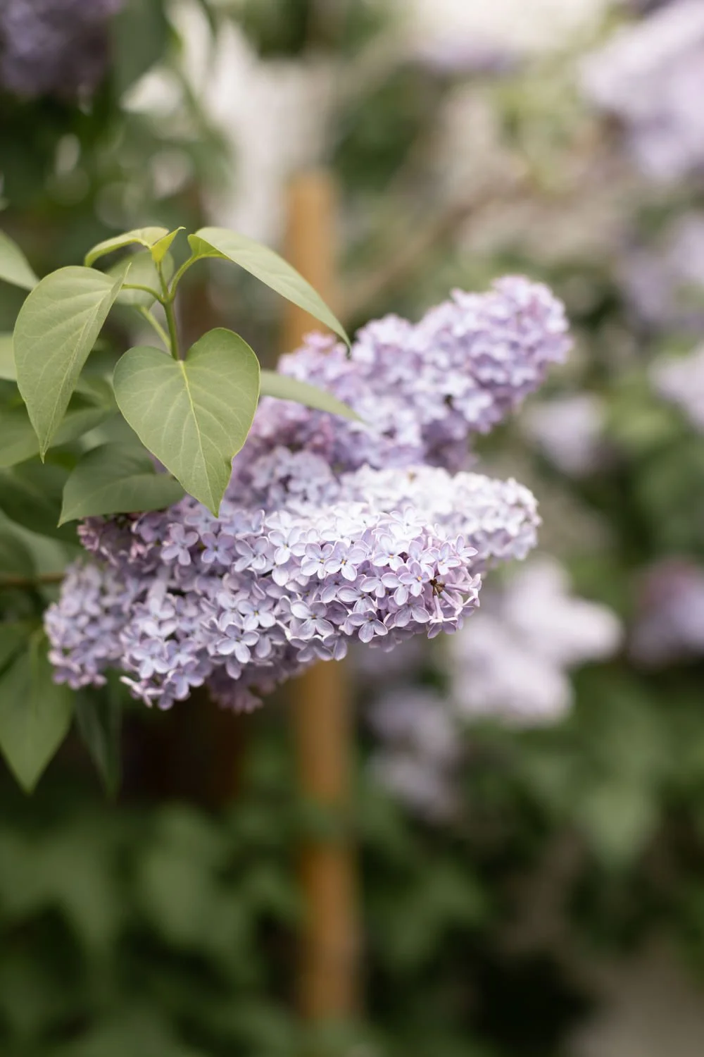 Close-up of light purple lilac flowers with green leaves.