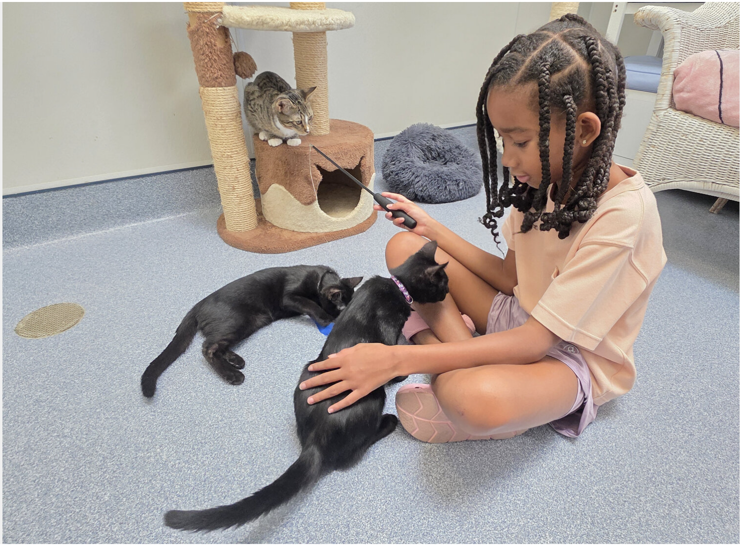 Cove Animal Rescue holds luau to raise funds, boost adoptions.