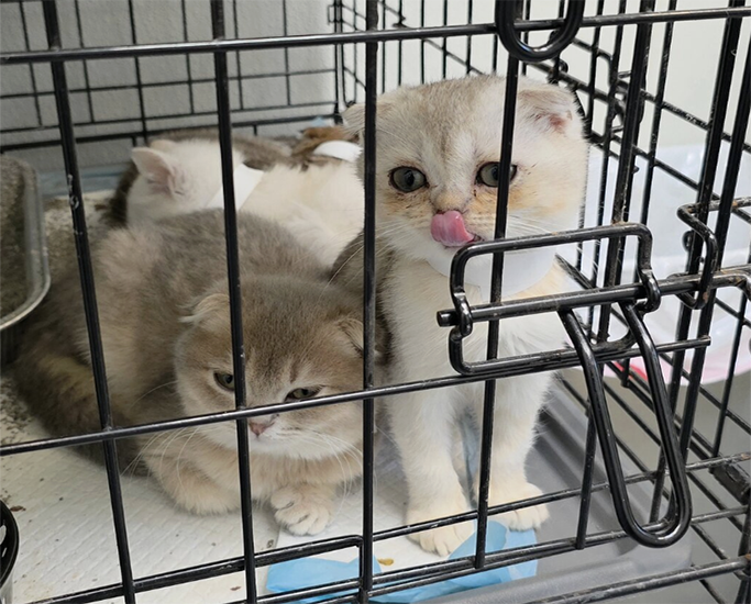 IN THE NEWS: Animal cruelty investigation leads to rescue of more than 100 cats.