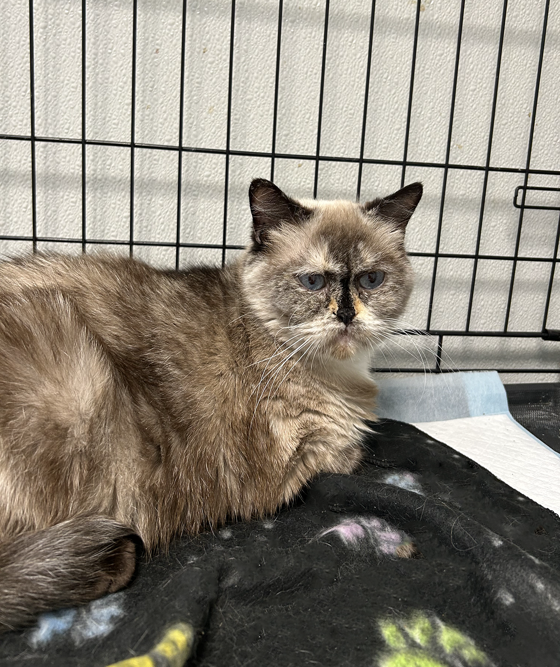 brown, tan fluffy cat