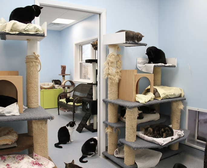 Cove Animal Rescue strives to be more than just a shelter.