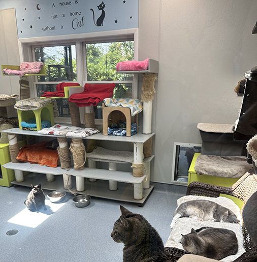 Looking for your purrrrfect feline friend?