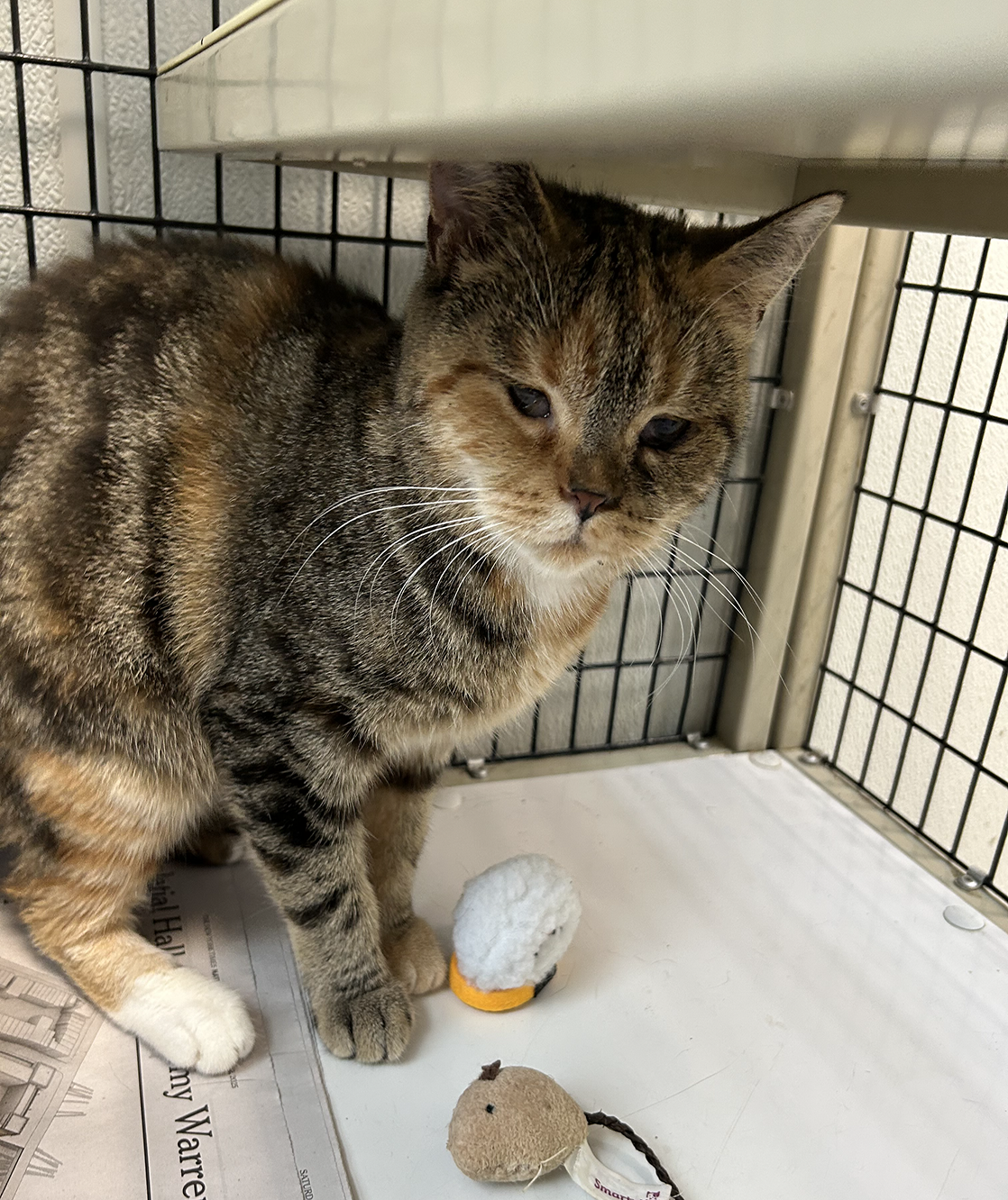 tan, brown and black striped cat