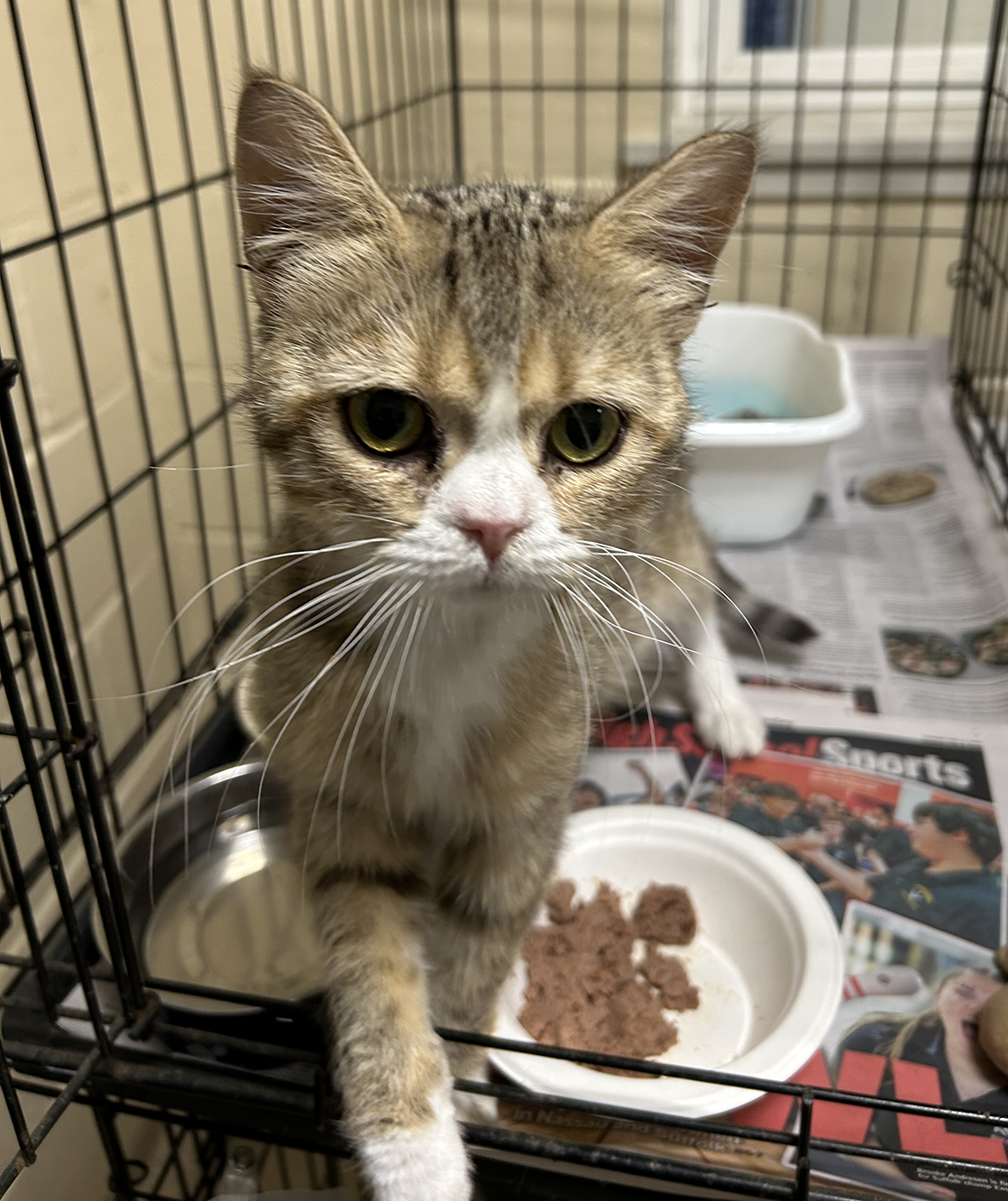 Brown, gray and white cat