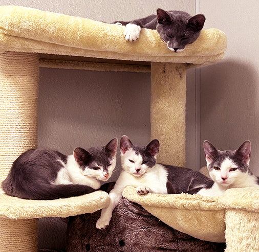 Ready for a fur-ever home!