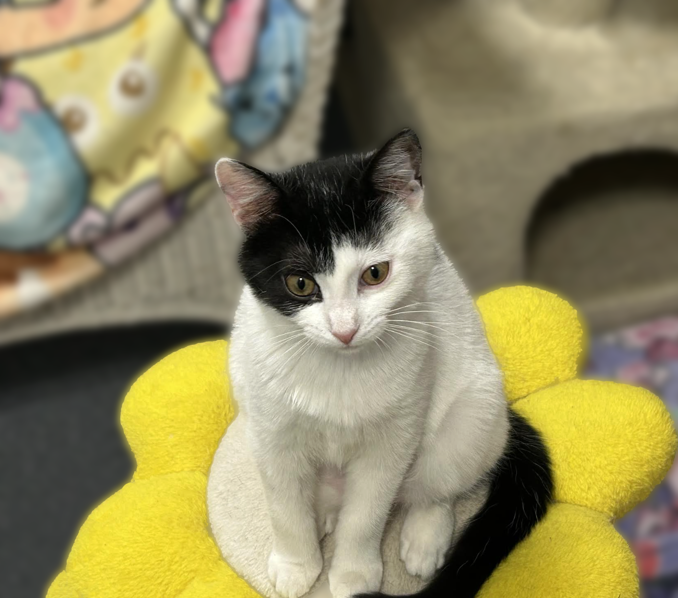 Kittens