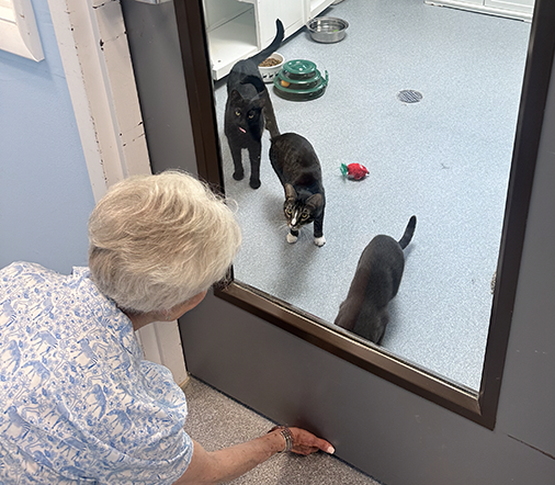 Our cats love visitors!