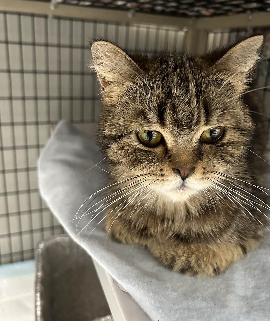 brown and black striped tabby cat