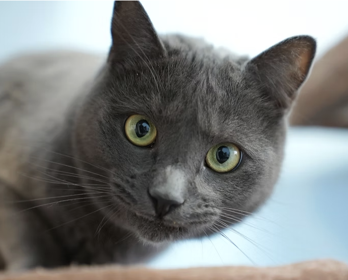 Cove Animal Rescue seeks help with feral cats.