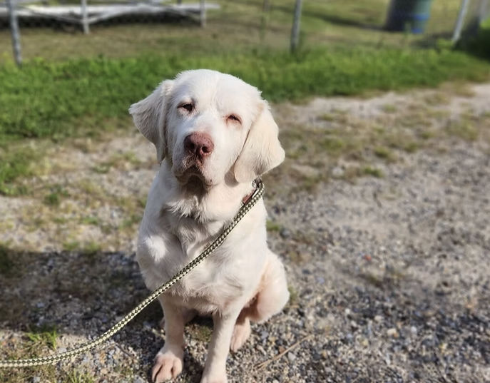 Cove Animal Rescue has extra mouths to feed.