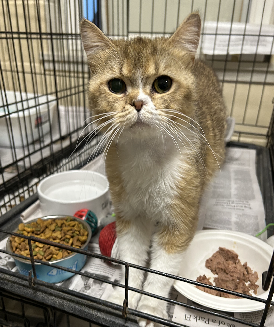 orange and white cat