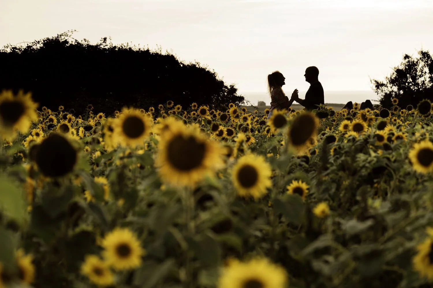 Silhouette of an engaged couple in the sunflowers at sunset for their engagement photographs at Rhossili sunflower field in Swansea. Taken during their pre-wedding shoot. 