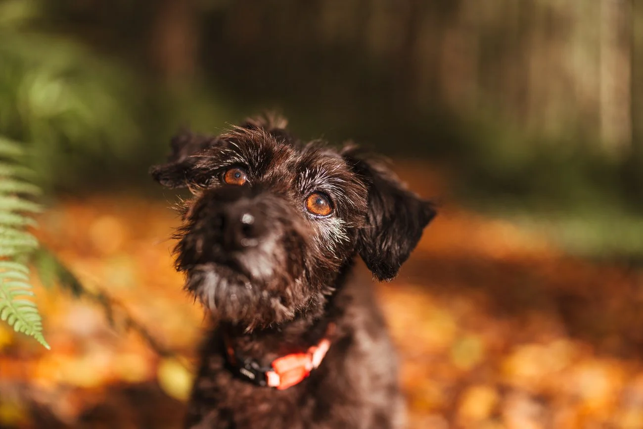 Dog & pet photography on location across South Wales