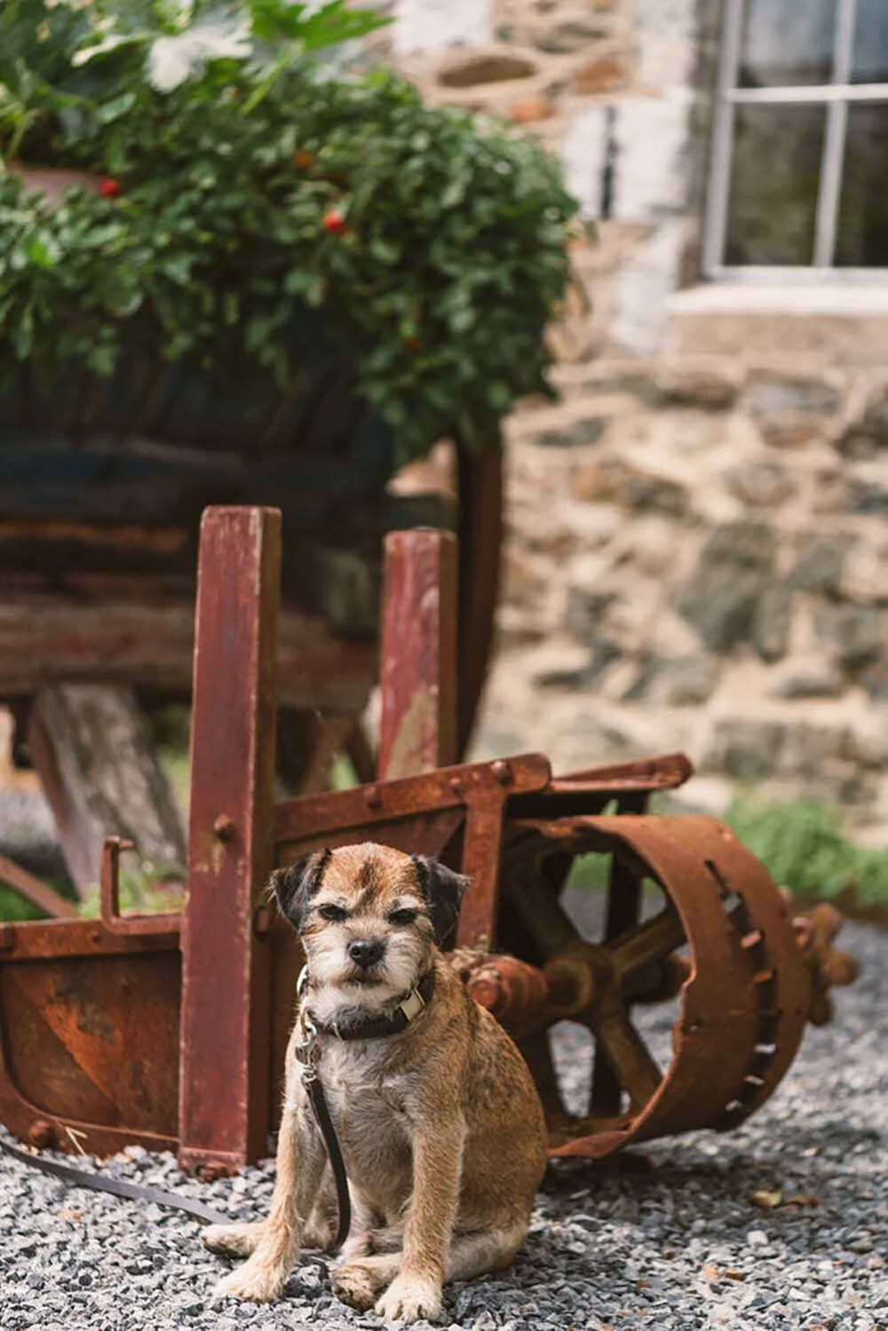 Border Terrier in front of rusty machinery