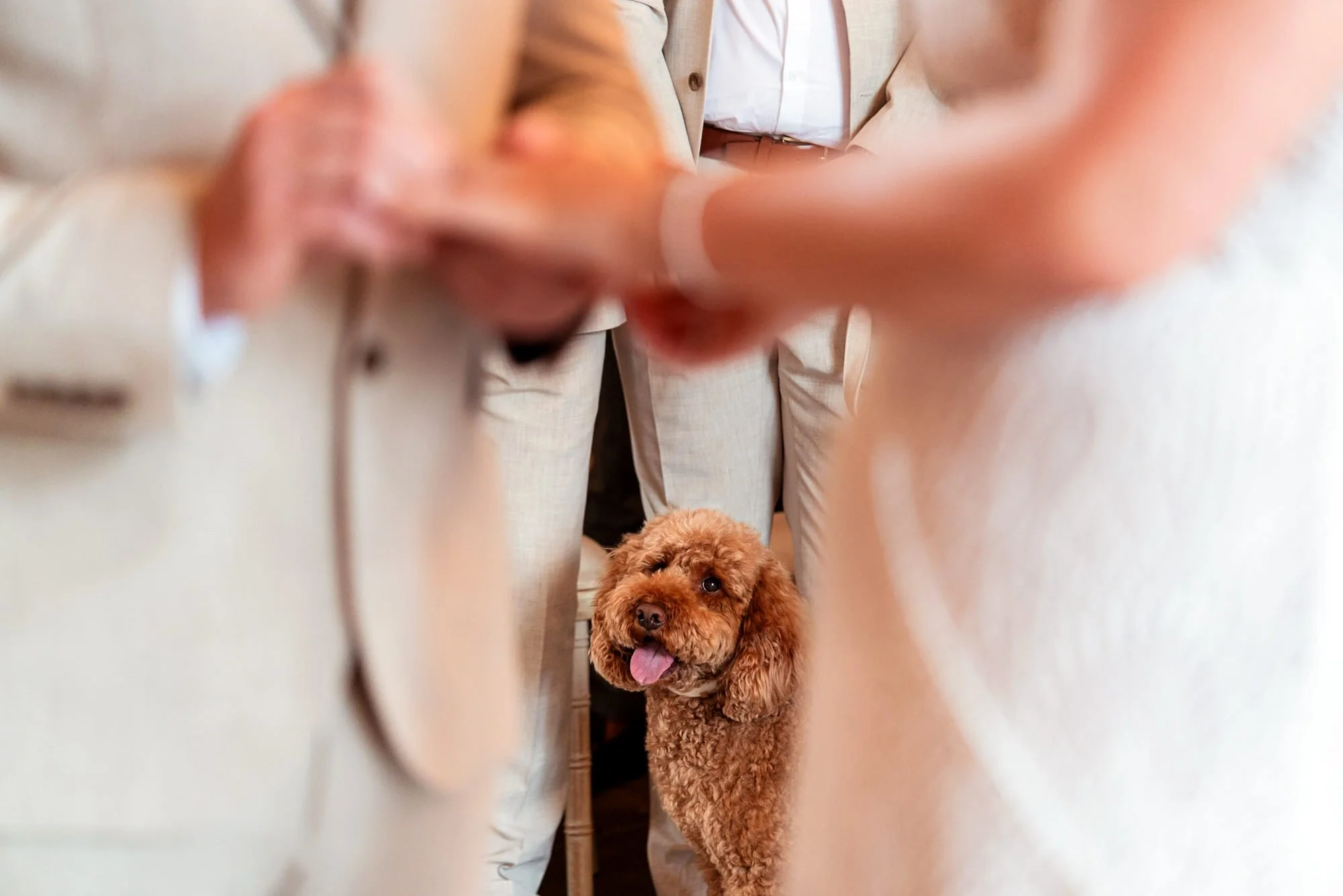 A golden cockapoo watching on as his humans exchange rings during their wedding ceremony at the Barn At Brynich in Brecon.