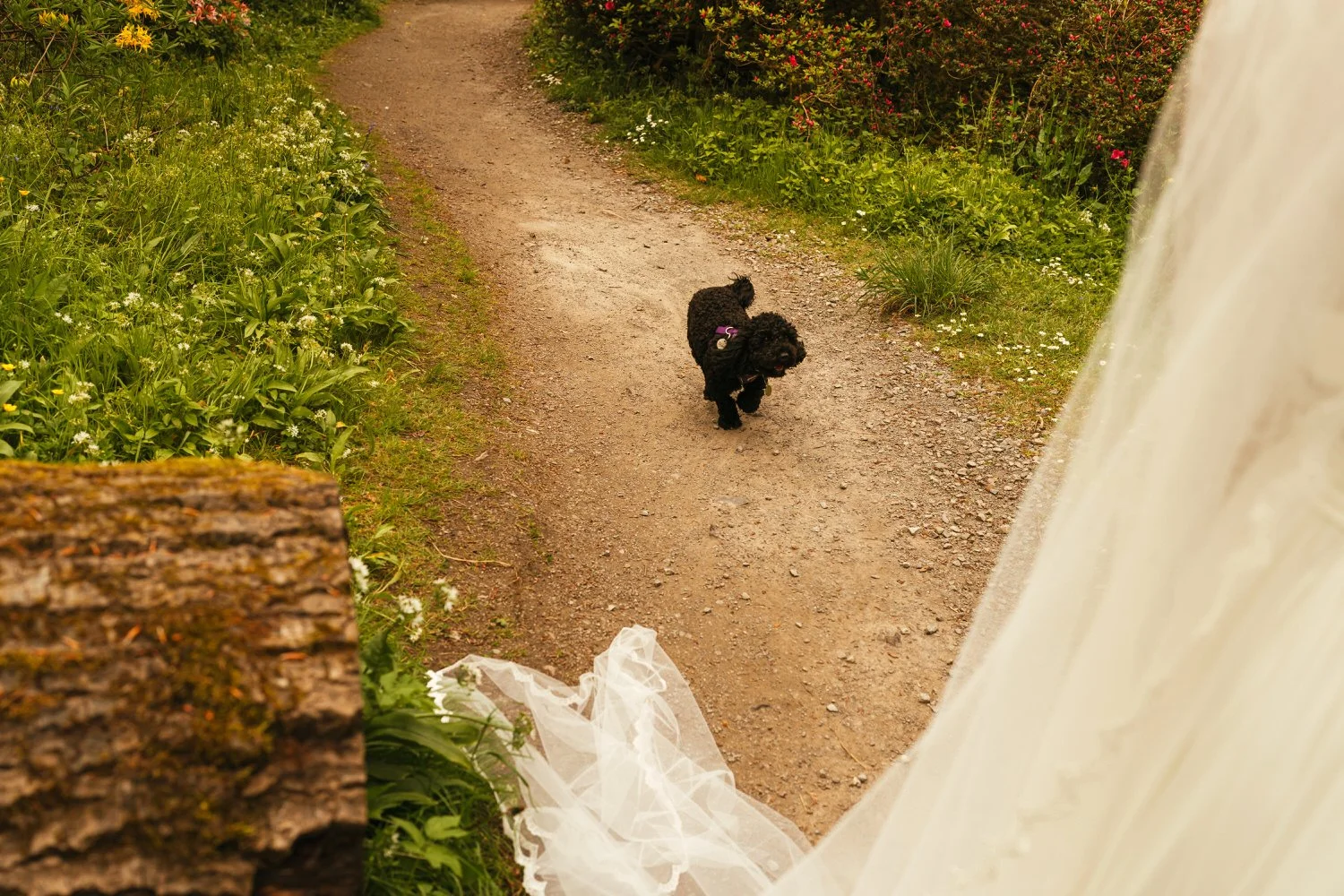dog invasion-Swansea-wedding-photographers-Morgans-Hotel-South-Wales-Videography- (52).jpg