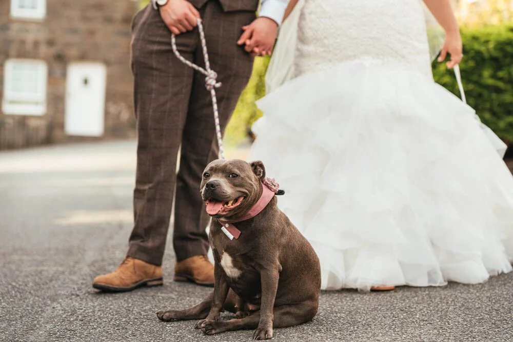A staffordshire bull terrier dog in a pink wedding collar, sat down looking into camera looking happy, her lead being held by a bride and groom at Gellifawr woodland retreat in Pembrokeshire. Cottages can be seen behind them.