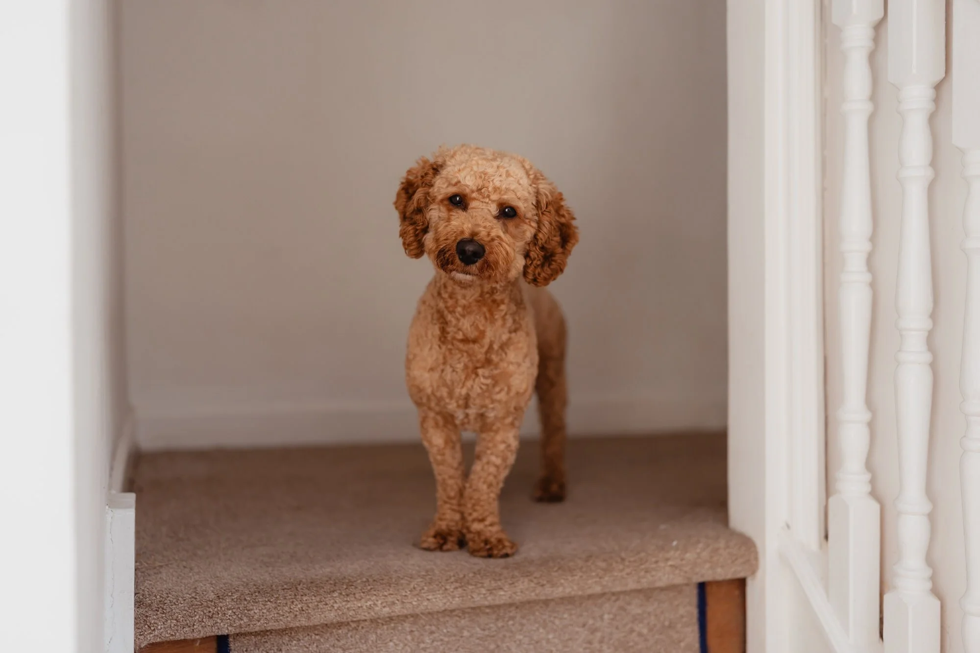 Swansea-Observatory-wedding-photography- (4).jpg