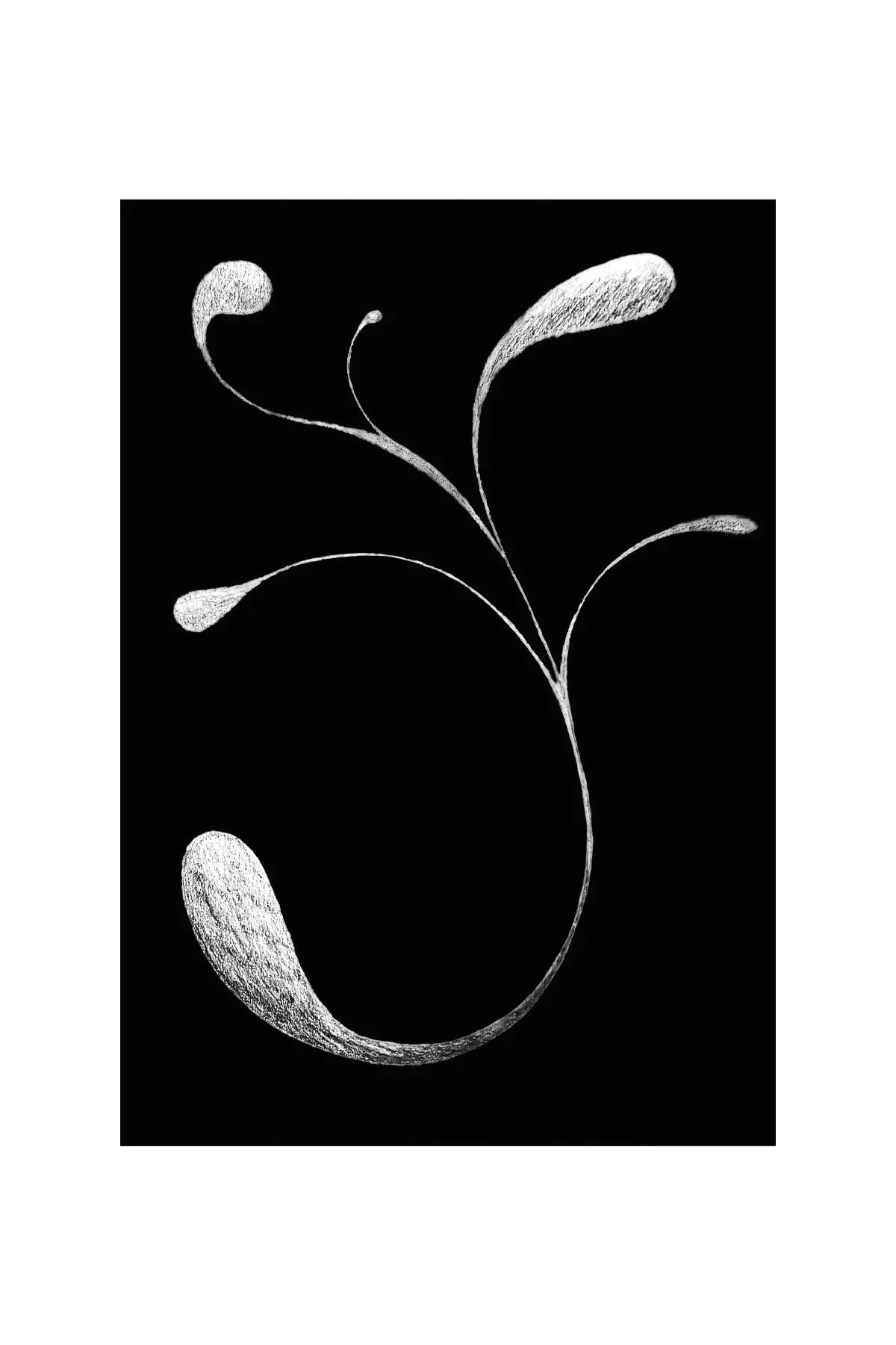 Stems Series 01