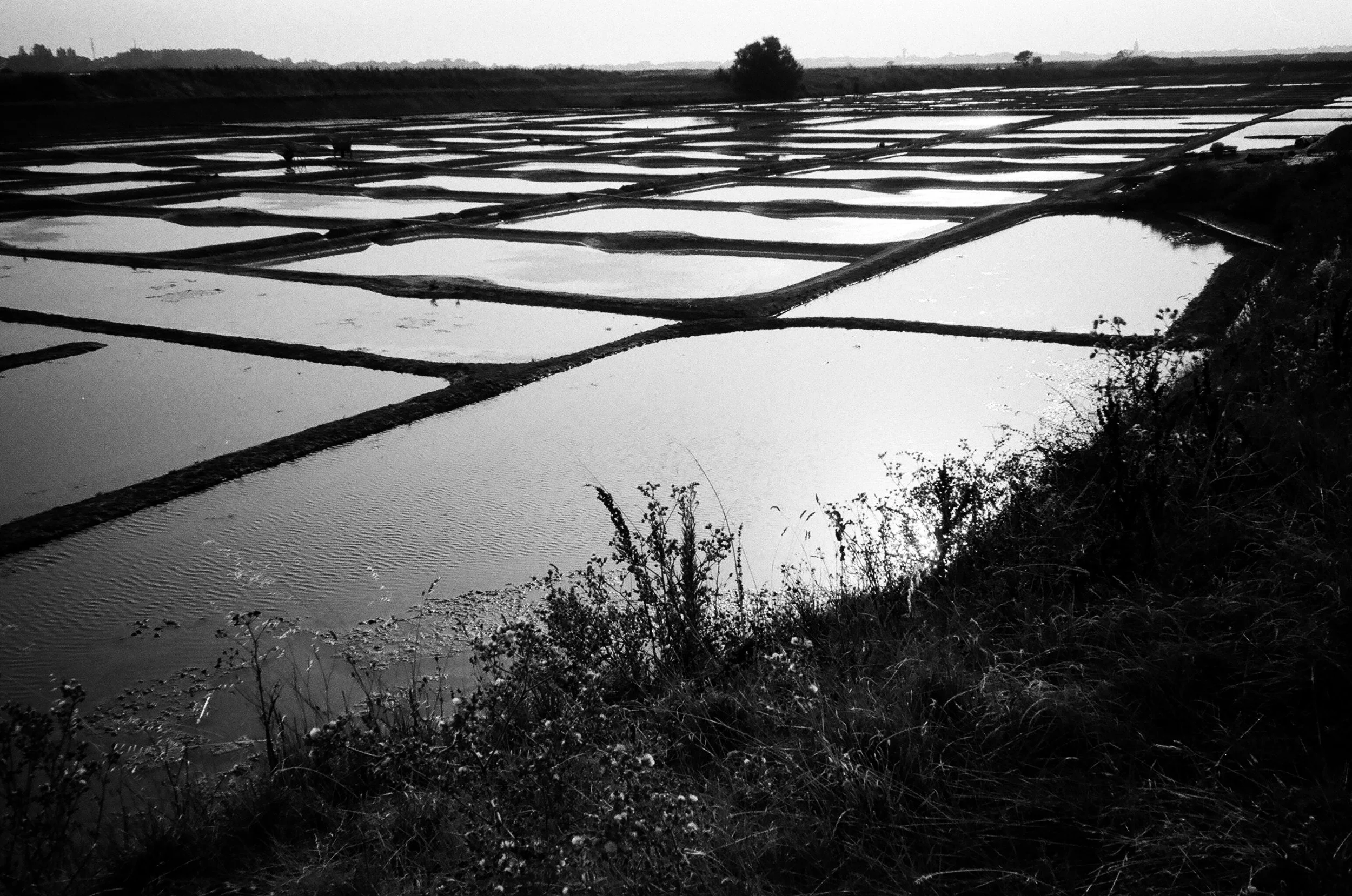 Guérande Salt Marshes, France. 2025