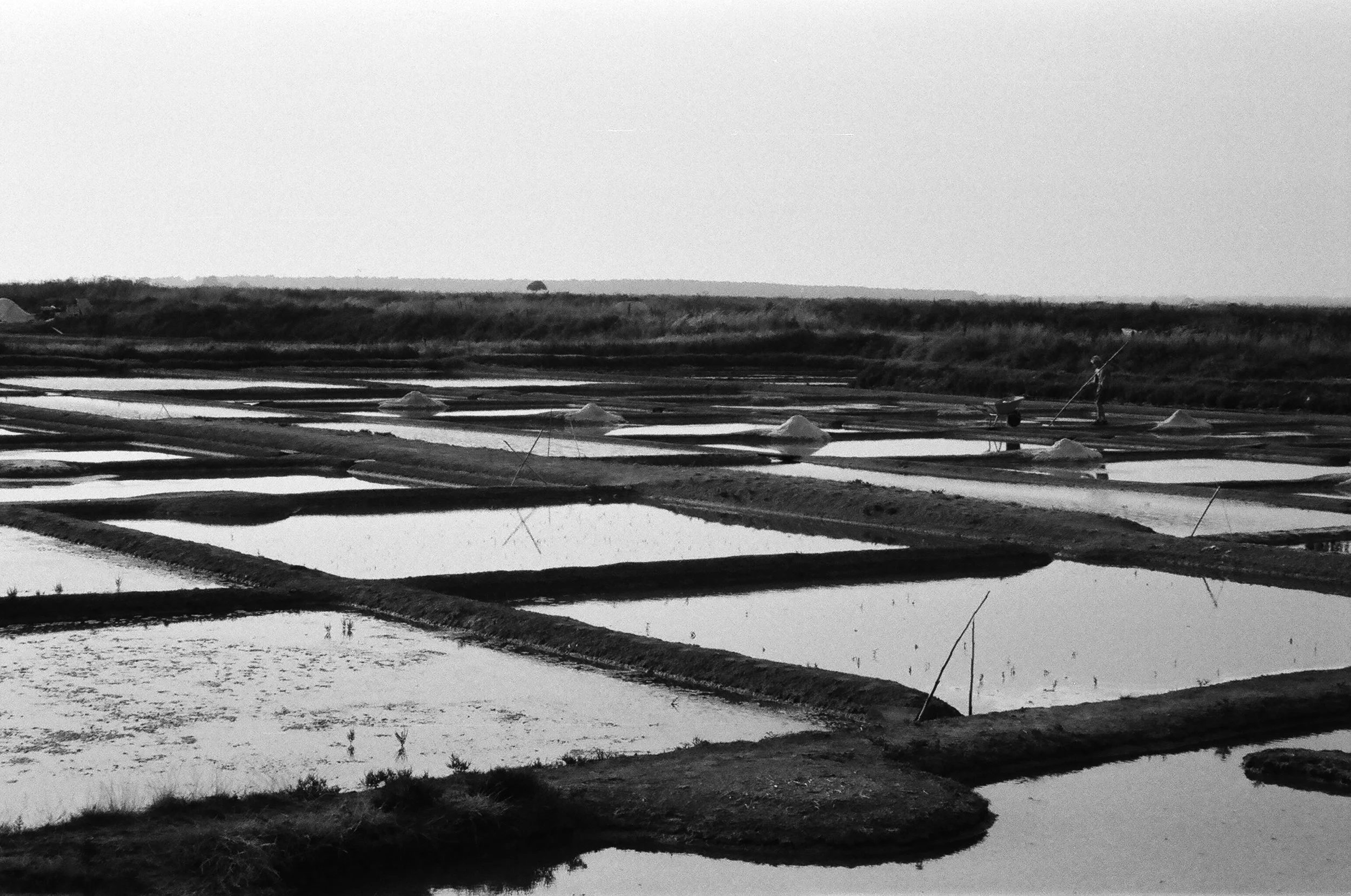 Guérande Salt Marshes, France. 2025