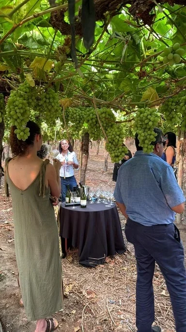 Houve uma degustação ou evento em uma vinha com pessoas conversando sob parreiras carregadas de uvas verdes ao redor.