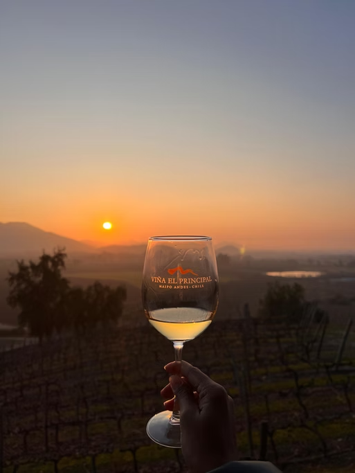 Copo de vinho branco sendo segurado por uma pessoa, com pôr do sol ao fundo, em um vinhedo com fileiras de videiras e montanhas ao longe, na região de Maipo, Chile.