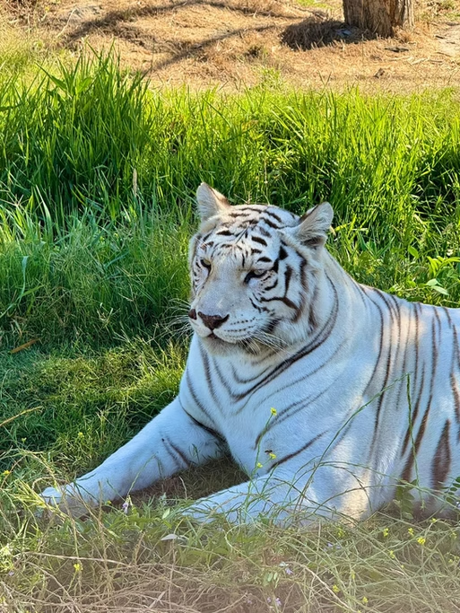Tarja branca de tigre descansando na grama em um ambiente ao ar livre com vegetação verde ao redor.