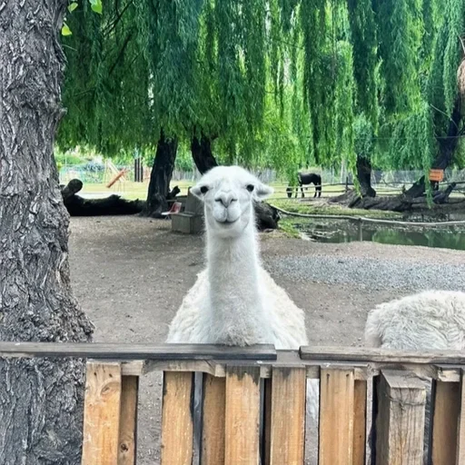 Lhama branca sorridente olhando para a câmera, ao fundo árvores verdes e água em um ambiente de fazenda.