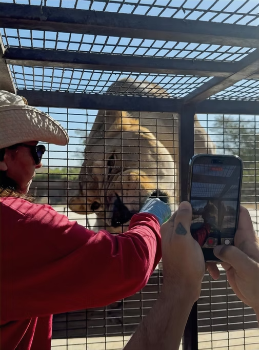 Pessoa interagindo com um leão em um cercado, enquanto outra pessoa registra a cena com um telefone celular.