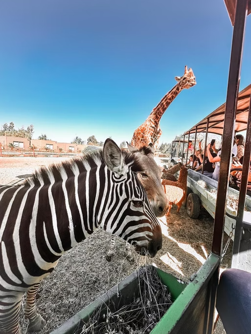 Zebras e girafa em um parque de safári com visitantes em um veículo de passeio.