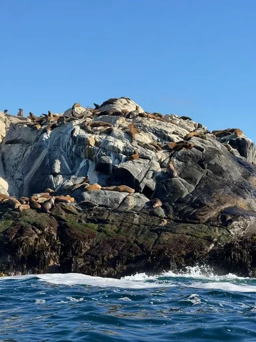 Bando de leões marinhos descansando em rochas na costa sob céu azul