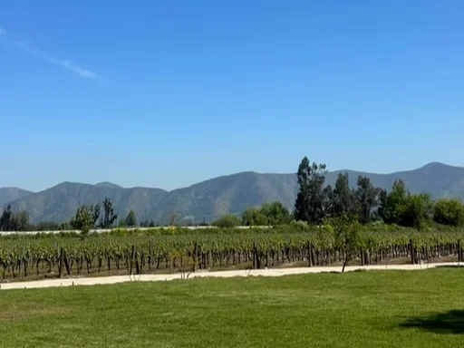 Vinha com vinhedos e montanhas ao fundo sob céu claro