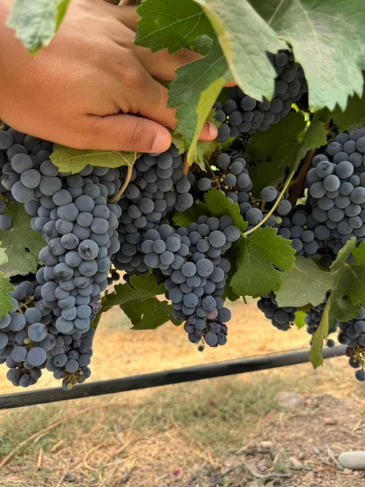 Mão segurando cachos de uvas roxas na videira.