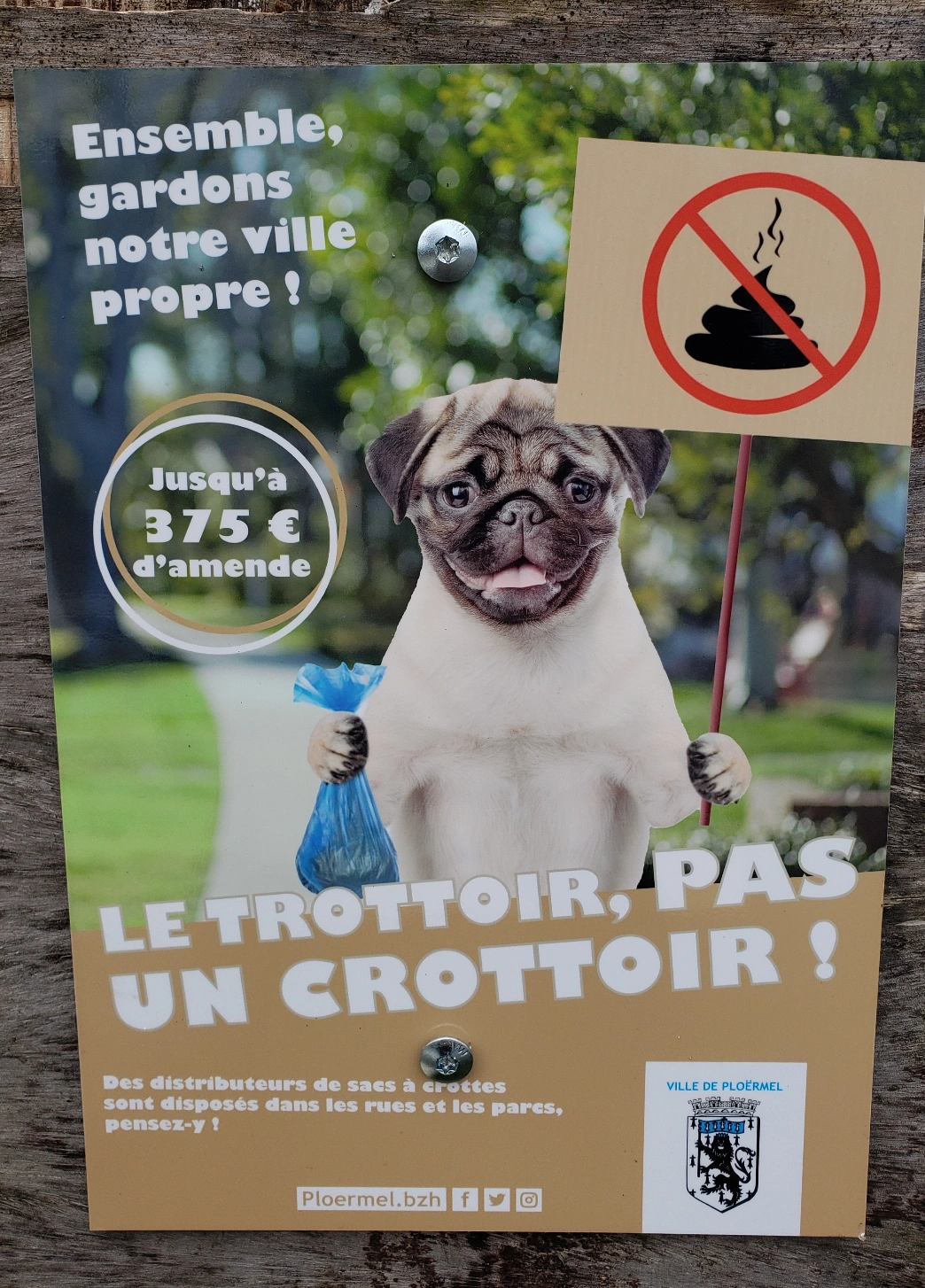A French pug carrying a blue waste bag on the dog-friendly Balade des Hortensias trail alongside Lac au Duc in Ploërmel, France, where dogs are welcome on a lead.
