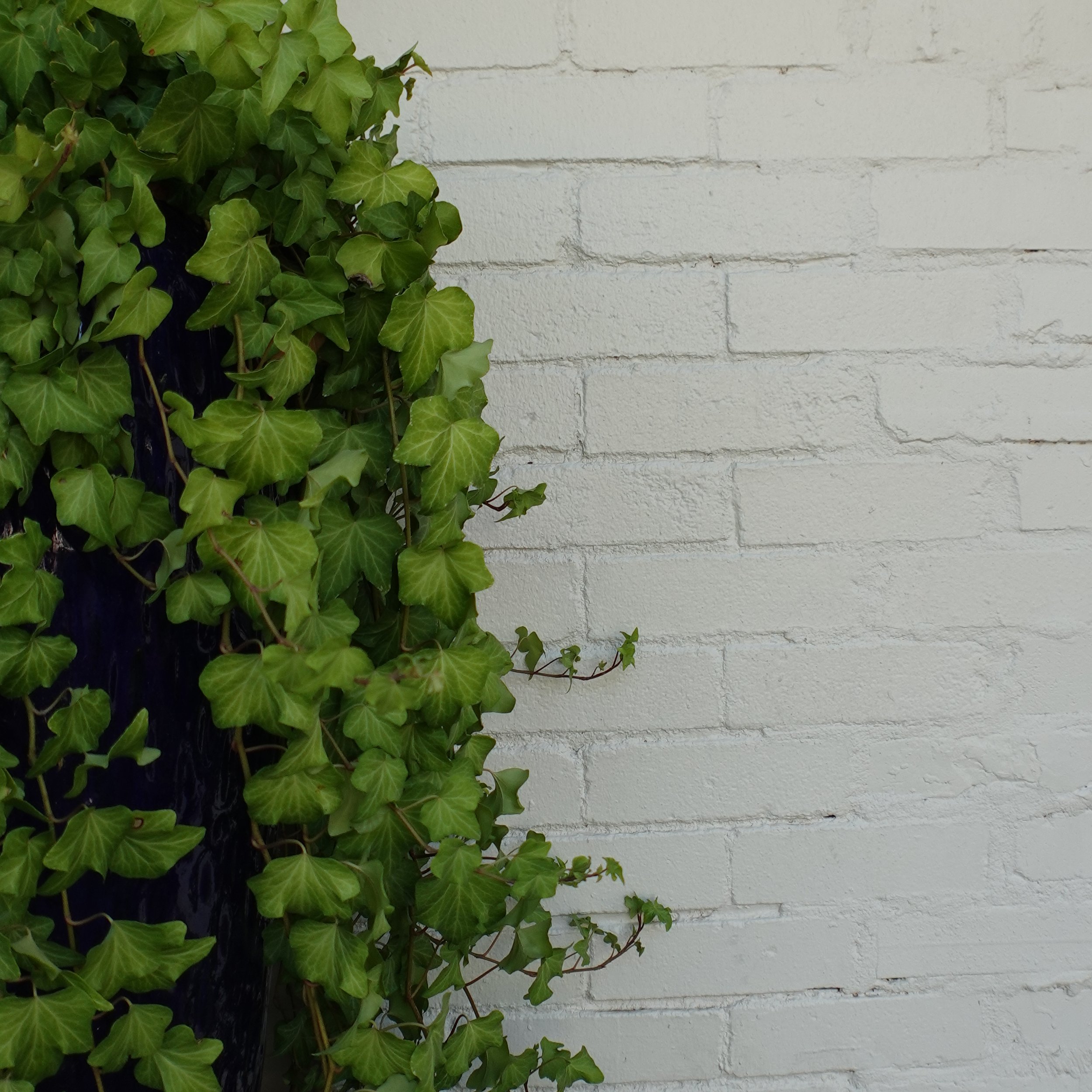 Steady Vine Program