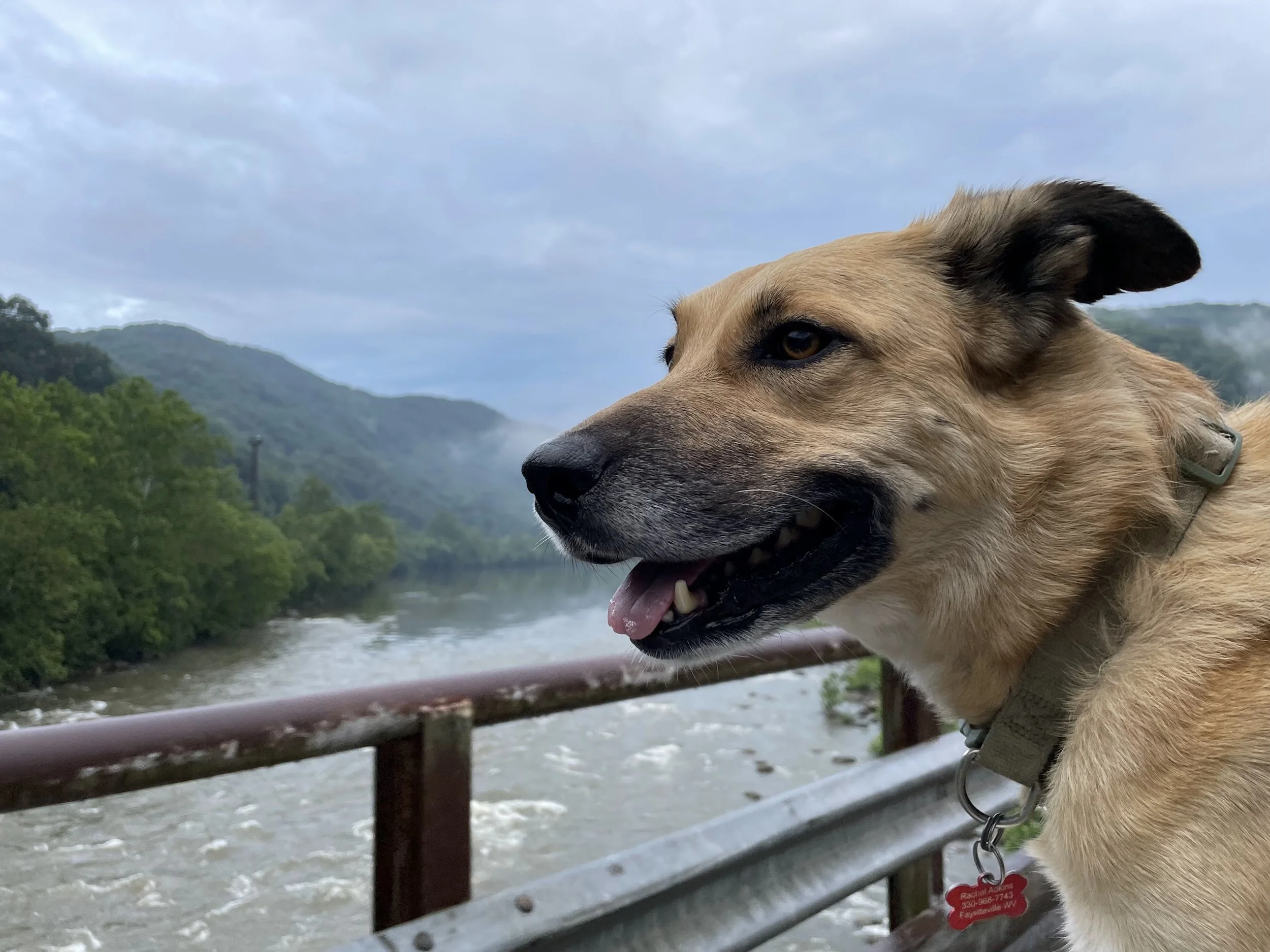 Can You Bring Your Dog to New River Gorge?