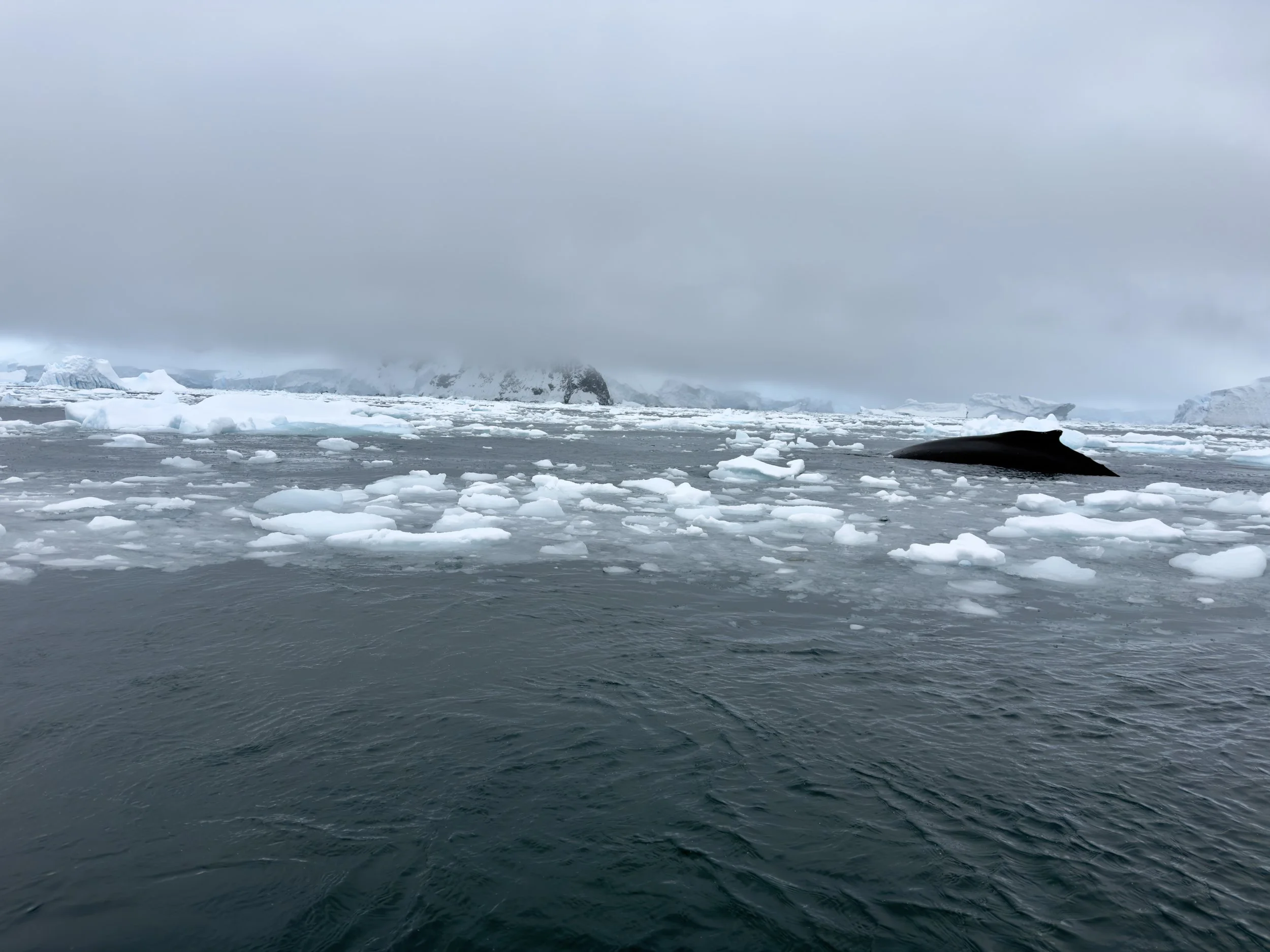 B05E46D9-5605-44CE-B203-D73759BF9AD9_1_201_a.jpeg