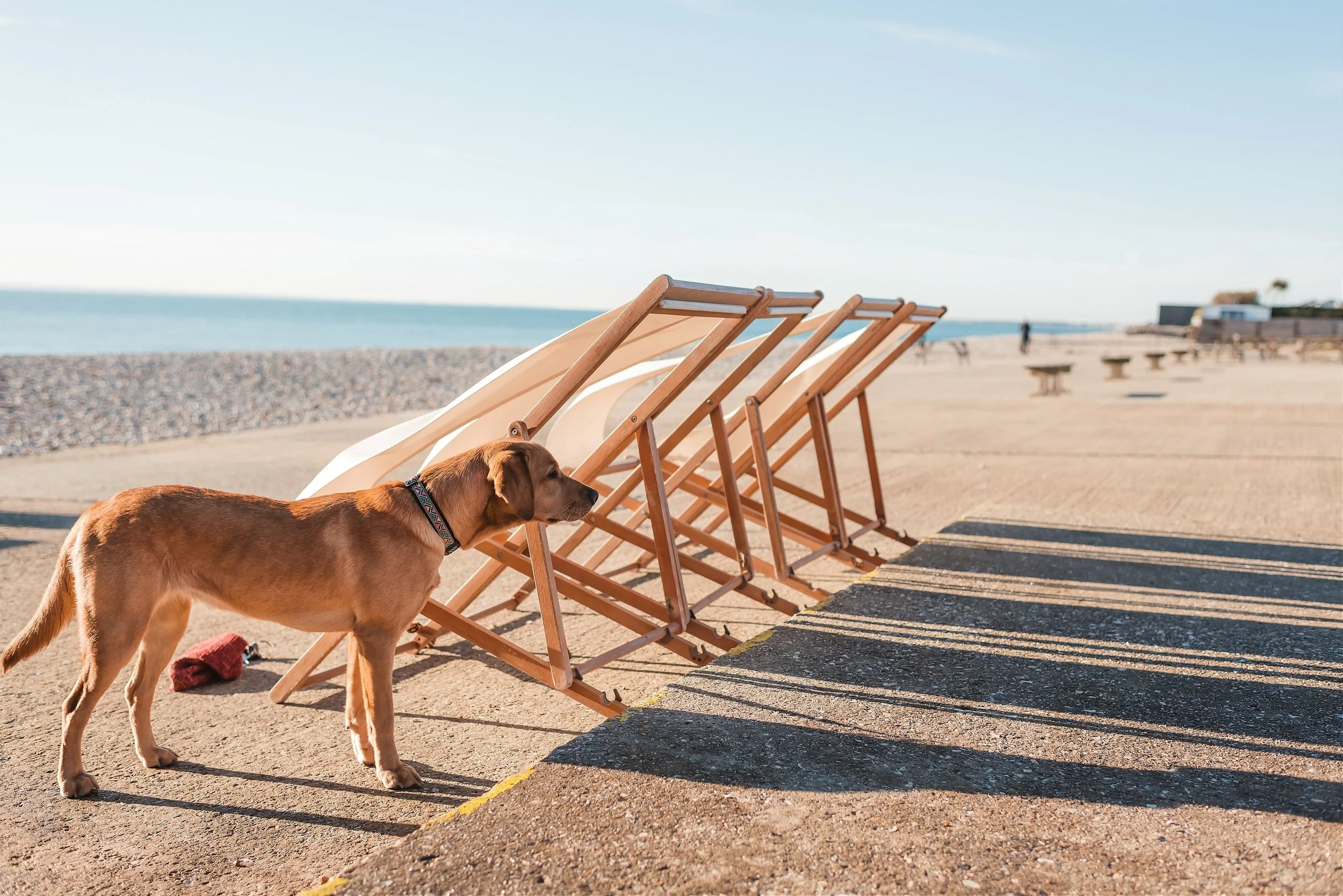 Golden dog exploring wooden deckchairs on a sunny pebble beach beside Rewild Sauna West Sussex