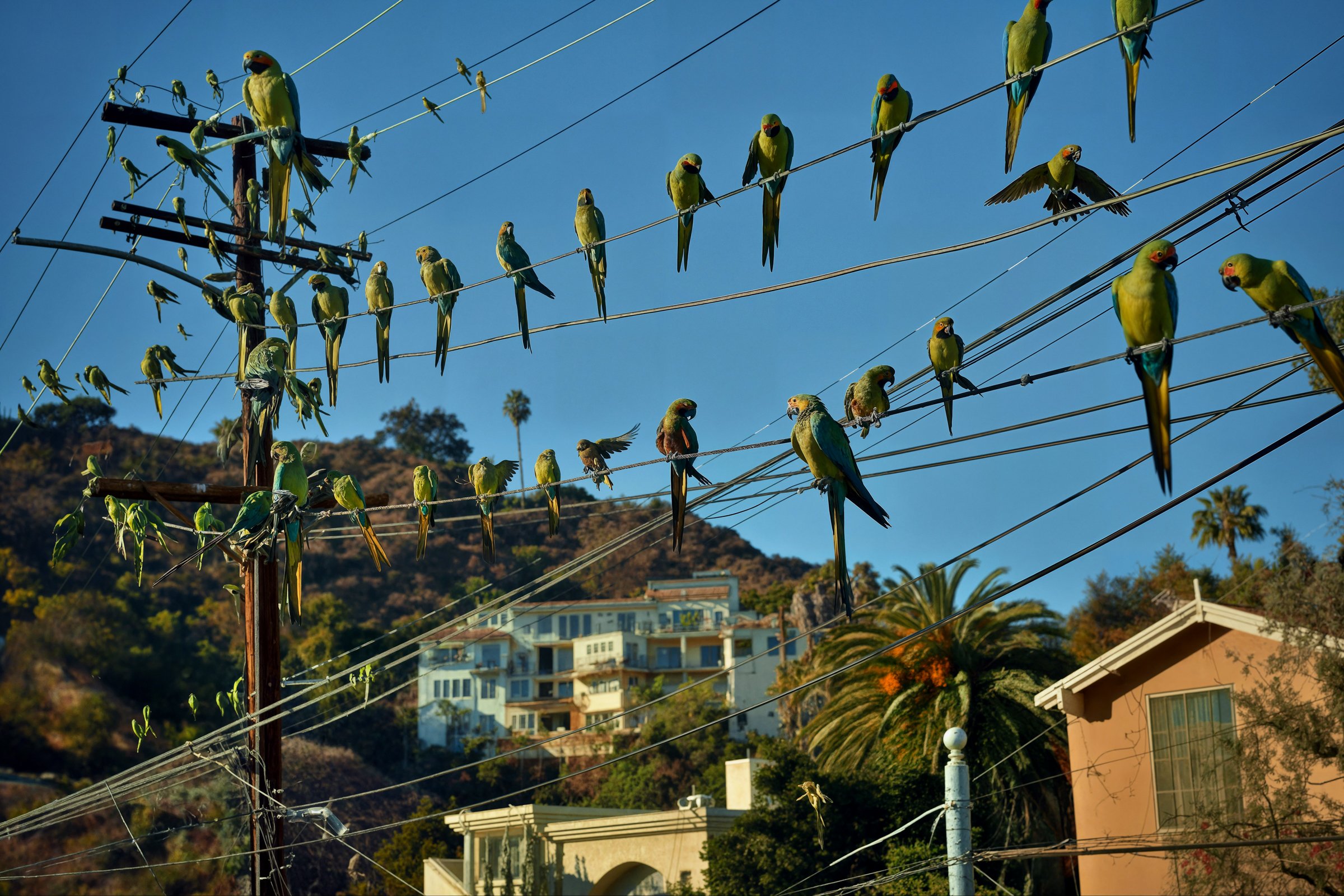 Parrotdise.jpg