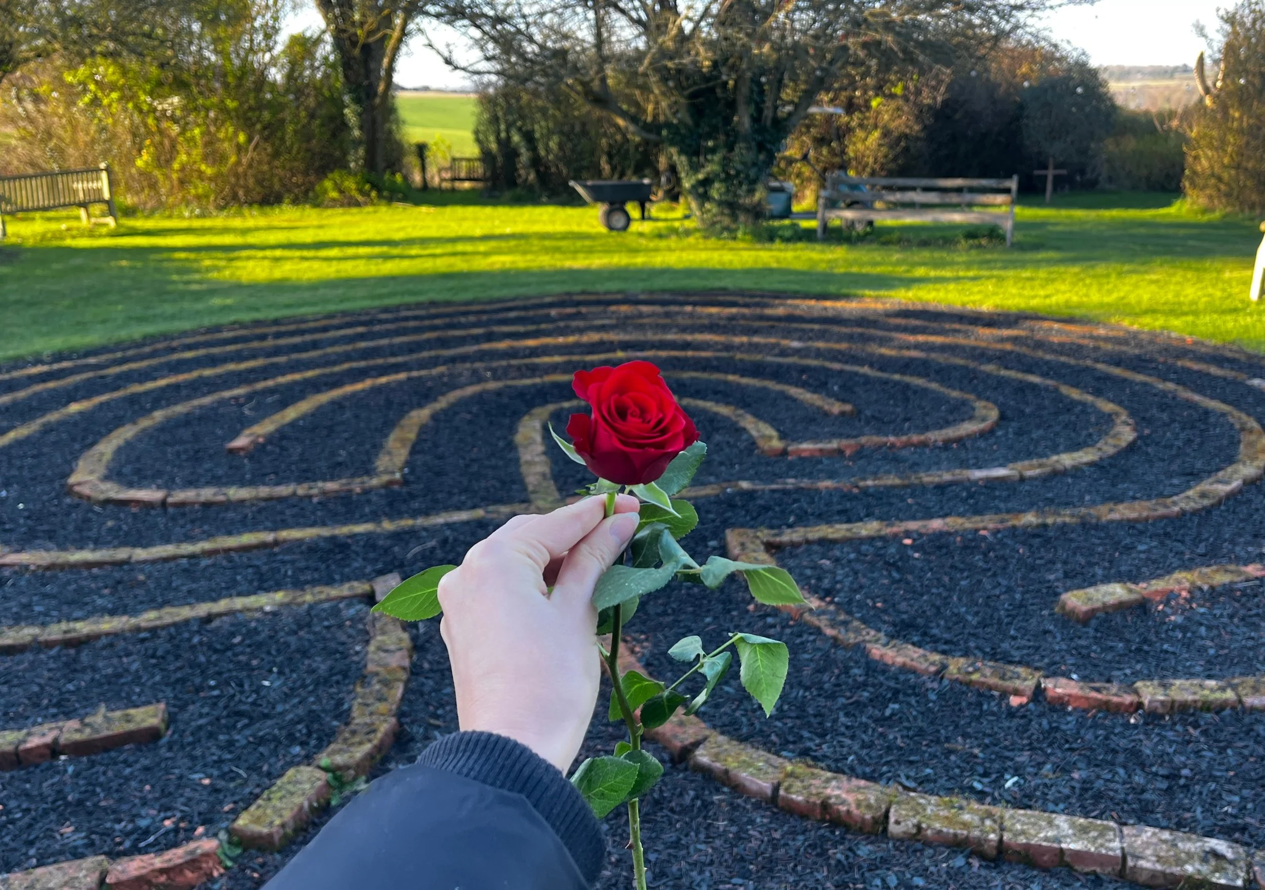I am a red rose