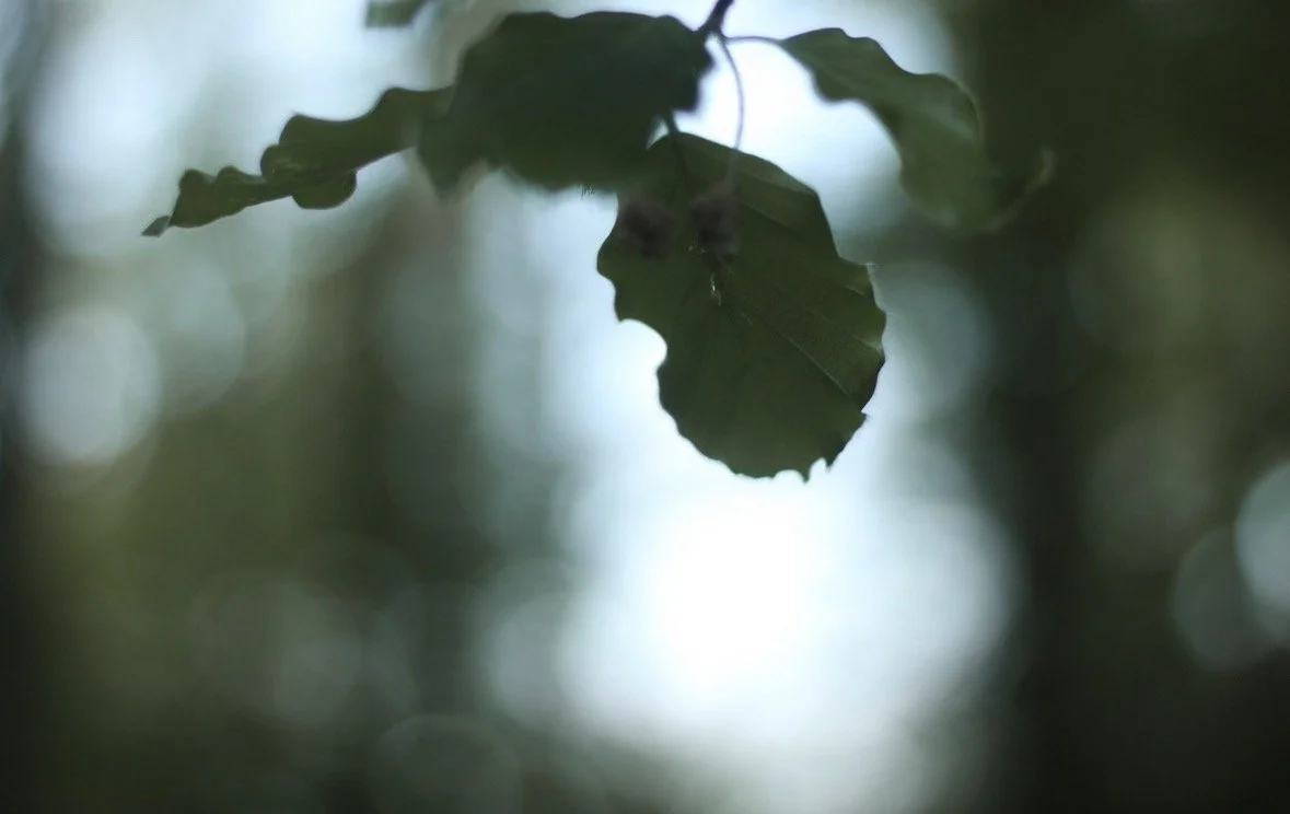 What the New Moon Whispers