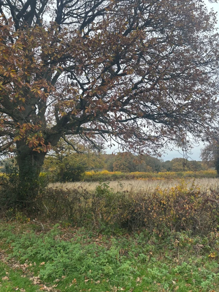 Walking with the Oaks